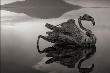 "Hồ độc" biến động vật thành đá