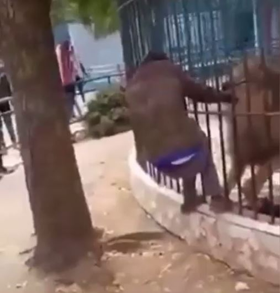 Khiêu khích sư tử trong sở thú, người đàn ông suýt mất cánh tay - 1 Khiêu khích sư tử trong sở thú, người đàn ông suýt mất cánh tay - 1