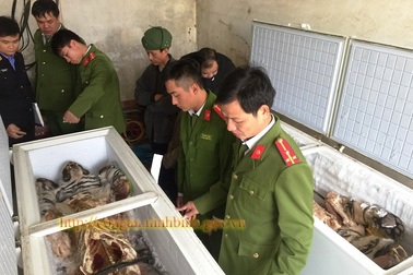 Hai “chúa sơn lâm” nặng 500kg nằm gọn trong tủ đông lạnh