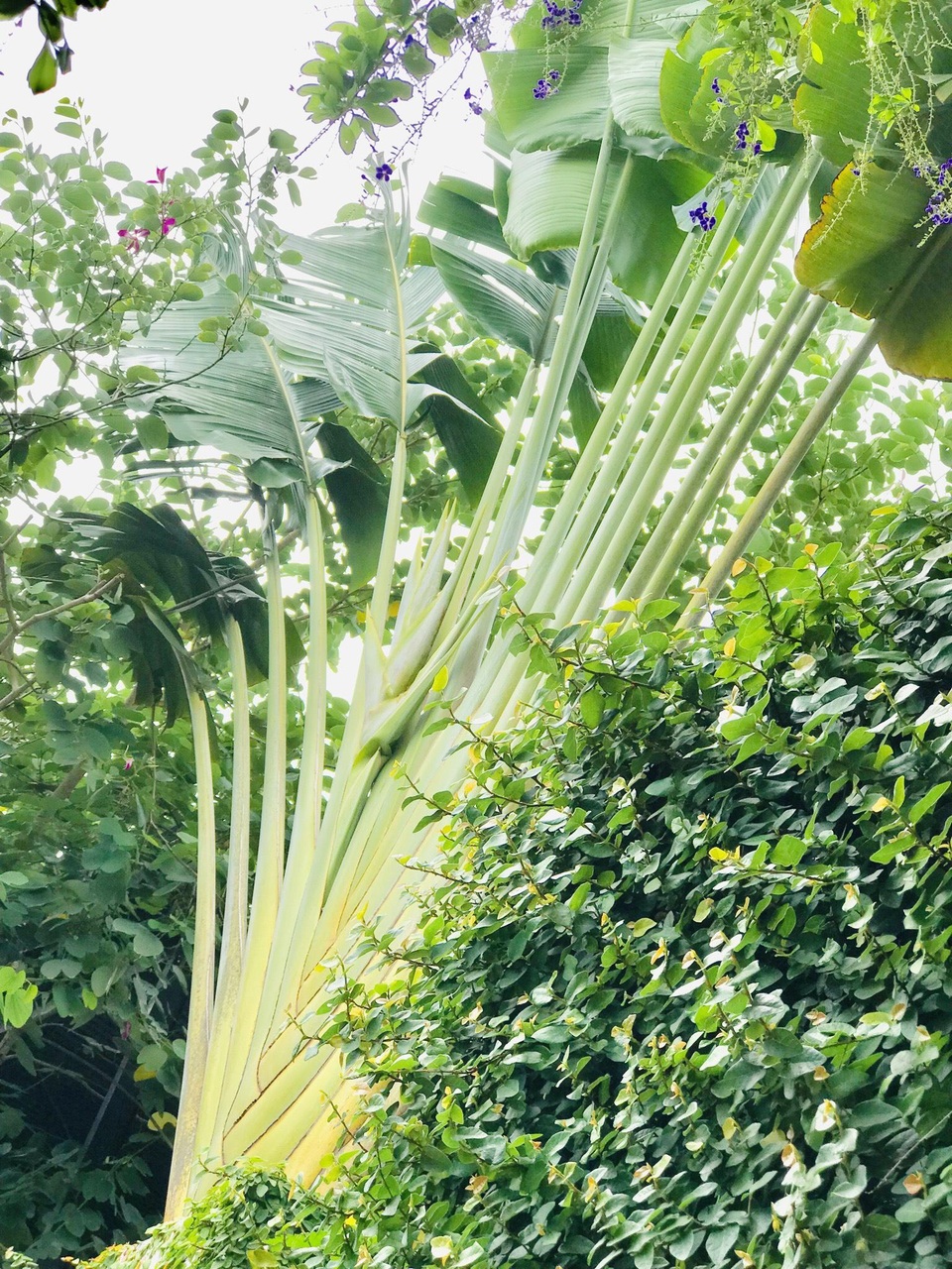 Chàng trai tự tay thiết kế nhà vườn vạn người mê cho gia đình 4 thế hệ - 8