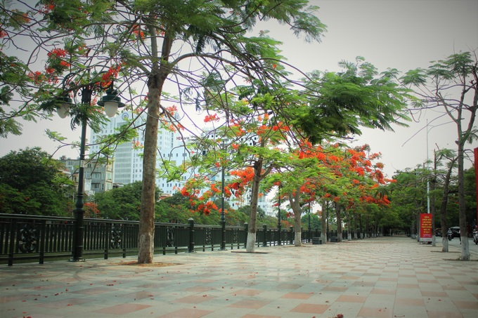 Người dân thành phố hoa phượng đỏ ủng hộ lựa chọn giải pháp bảo đảm an toàn nhưng không “lạm sát” cây xanh - Ảnh 11. Người dân thành phố hoa phượng đỏ ủng hộ lựa chọn giải pháp bảo đảm an toàn nhưng không “lạm sát” cây xanh - Ảnh 11.