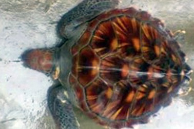 Từ chối món hời, thả rùa quý nặng 10kg về biển