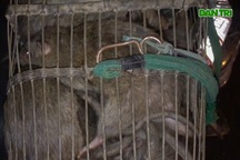 Săn chuột cống - nghề "độc" nhưng kiếm tiền triệu mỗi đêm