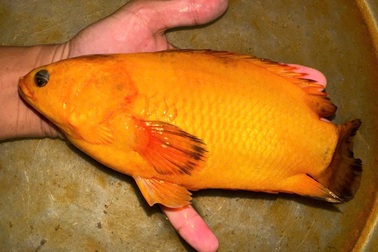 Người đàn ông ở Cần Thơ bắt được cá rô có màu vàng hiếm lạ, to bằng bàn tay