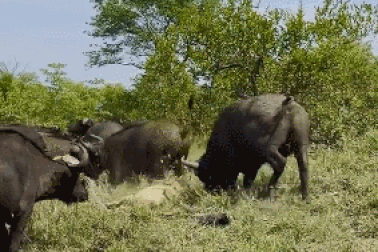 Sư tử già bị đàn trâu rừng hành hạ thê thảm