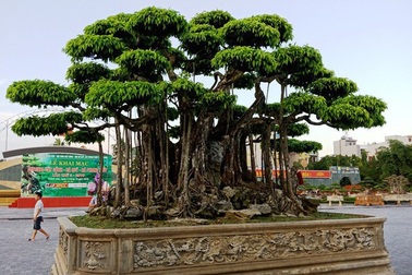 Dàn “siêu cây” đại gia trả giá triệu đô vẫn không mua được