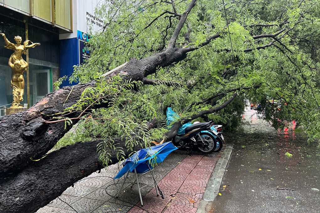 TPHCM tiếp tục mưa lớn, cây xanh bật gốc đè 3 xe máy - 1 TPHCM tiếp tục mưa lớn, cây xanh bật gốc đè 3 xe máy - 1