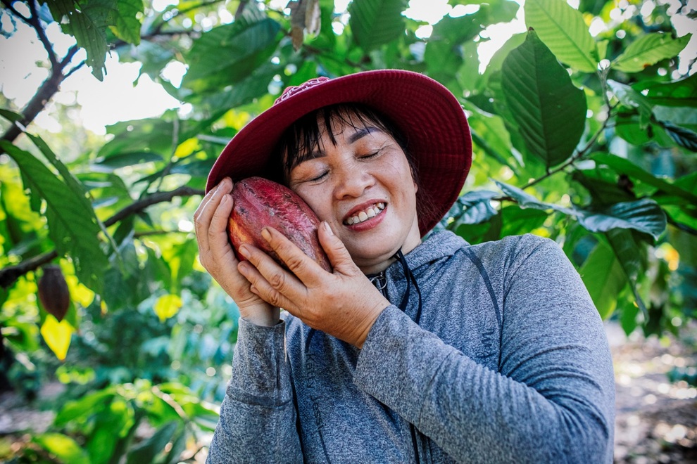 Kiên trì hơn 2 thập kỷ, nỗ lực của người nông dân trồng cacao đã được hồi đáp - 3 Kiên trì hơn 2 thập kỷ, nỗ lực của người nông dân trồng cacao đã được hồi đáp - 3