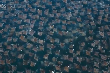 Xem cách săn mồi thông minh của hàng nghìn con cá đuối