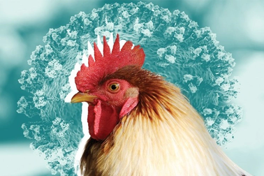 Nam sinh Khánh Hòa mắc H5N1 tử vong: Cảnh báo dịch phức tạp