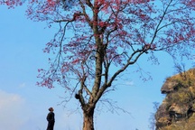 Cây đào cô đơn cao 10m ở Lào Cai khiến dân phượt đua nhau check-in