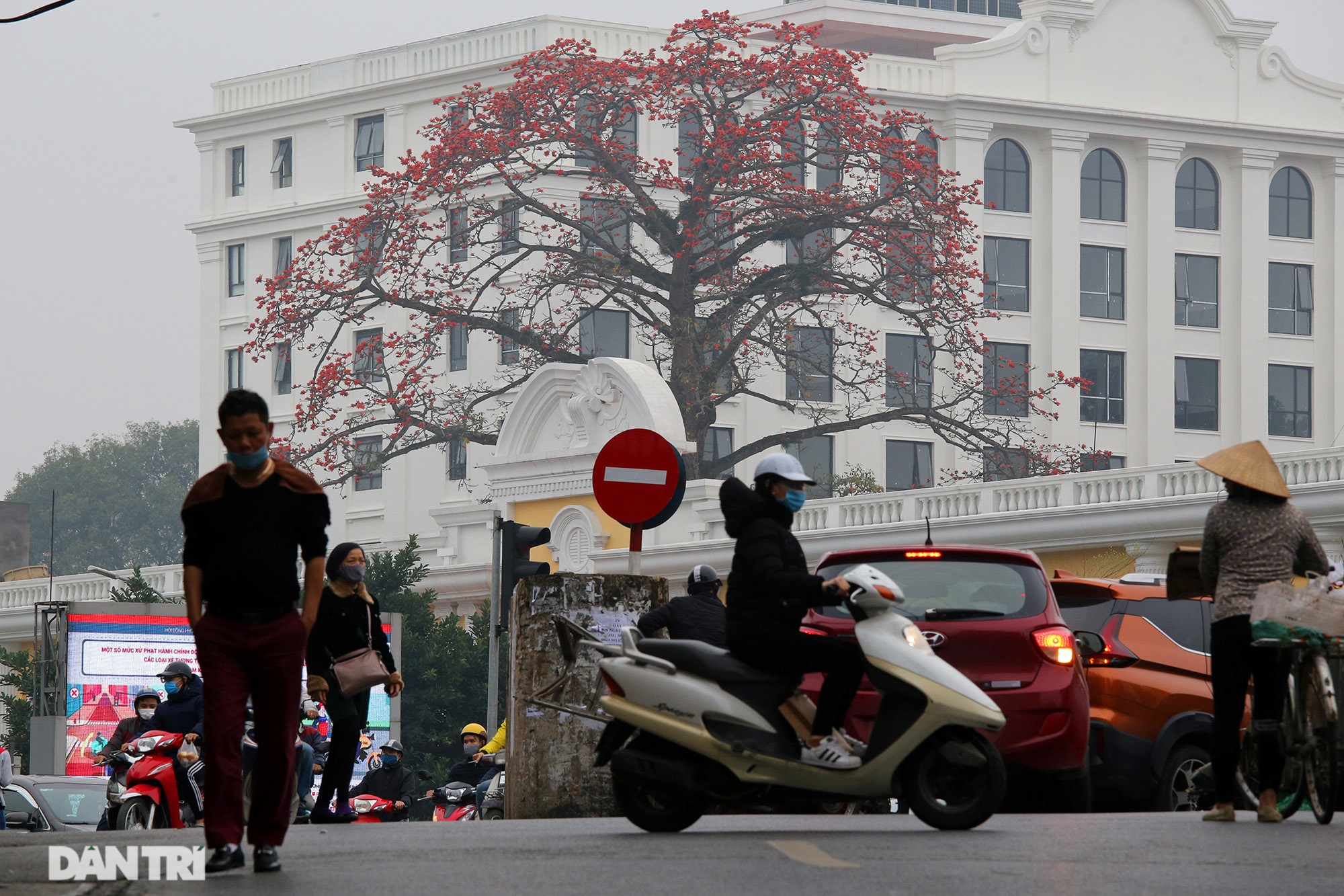 Mùa hoa gạo trong phố