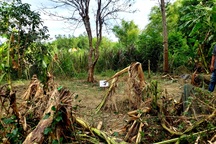 Một người đàn ông chết thảm nghi vì cưa bom