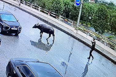 Trâu đi lạc vào sân bay Nội Bài: Ai chịu trách nhiệm?