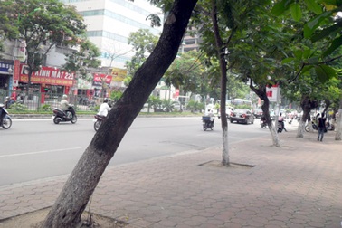 Cây sưa được “cởi áo giáp sắt”