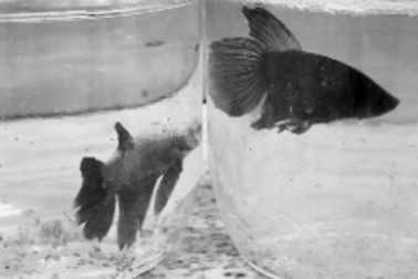 Cá cảnh Trung Quốc bao vây làng nghề Yên Phụ