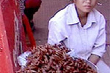 Hái ra tiền nhờ... côn trùng