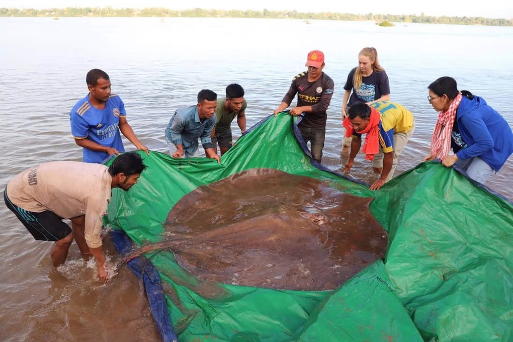 Tìm thấy thủy quái khổng lồ nặng gần 300 kg trên sông Mekong - 2 Tìm thấy thủy quái khổng lồ nặng gần 300 kg trên sông Mekong - 2