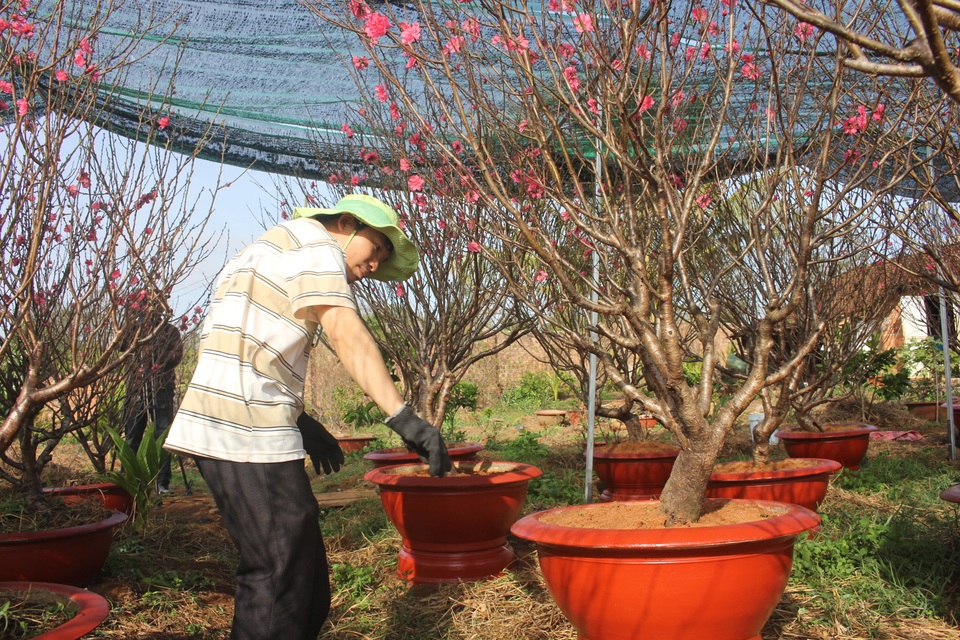 Về vùng đất đỏ banzan xem chàng trai gốc Bắc thổi hồn vào trăm gốc đào - 3 Về vùng đất đỏ banzan xem chàng trai gốc Bắc thổi hồn vào trăm gốc đào - 3