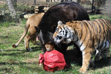 Gấu, sư tử, hổ không rời nhau nửa bước suốt 15 năm qua