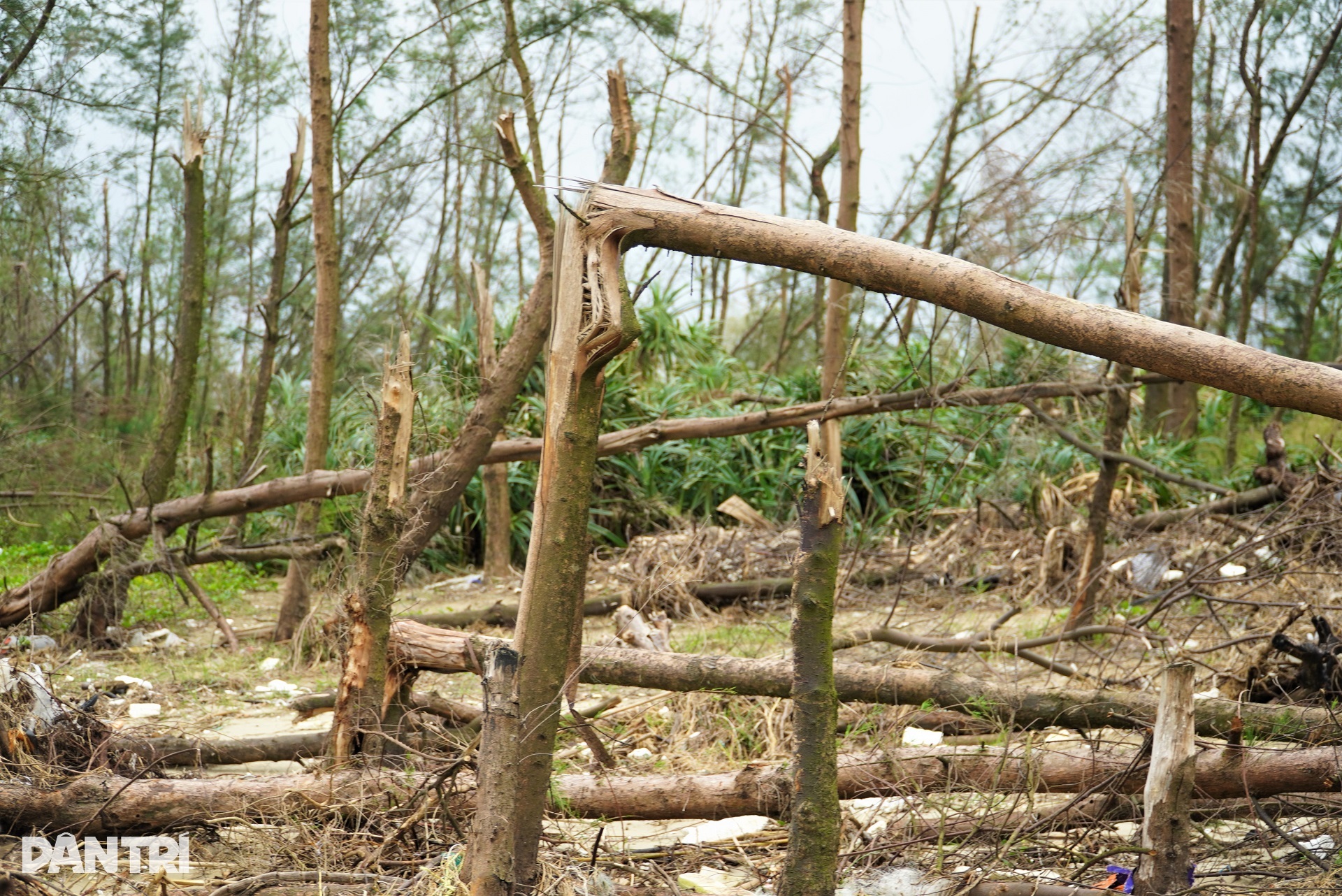 Lá chắn xanh xơ xác sau hai cơn bão dữ - 4 Lá chắn xanh xơ xác sau hai cơn bão dữ - 4