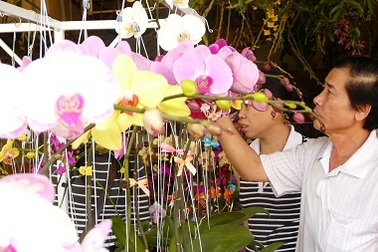 Mua hoa Tết sớm vì sợ bị “thổi giá”