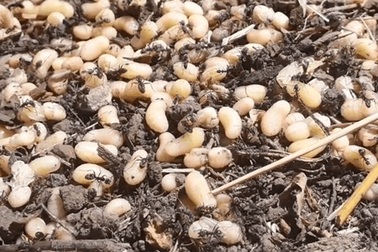 "Mỏ vàng" dưới rễ cây, lấy về bán hơn 2 triệu đồng/kg thành món... "ngon quên sầu"