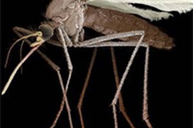 Hai ngày bán hết hơn 10.000 con muỗi