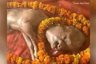 Bê con chào đời với gương mặt giống người gây xôn xao