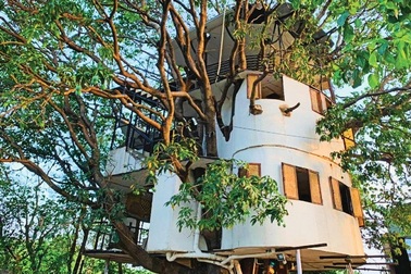 Độc đáo ngôi nhà 4 tầng tọa lạc trên... cây xoài hơn 80 năm tuổi