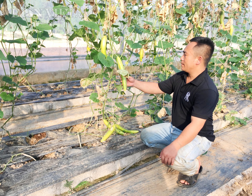 8X bỏ làm cán bộ, về cắm sổ đỏ, trồng dưa lưới, kiếm vài trăm triệu/năm - 3 8X bỏ làm cán bộ, về cắm sổ đỏ, trồng dưa lưới, kiếm vài trăm triệu/năm - 3