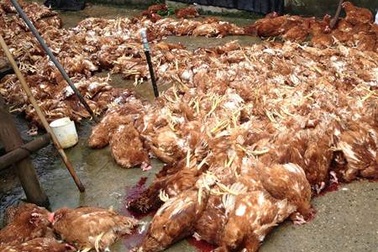 Đòi đền bù tiền tỷ từ… 300 con gà chết?