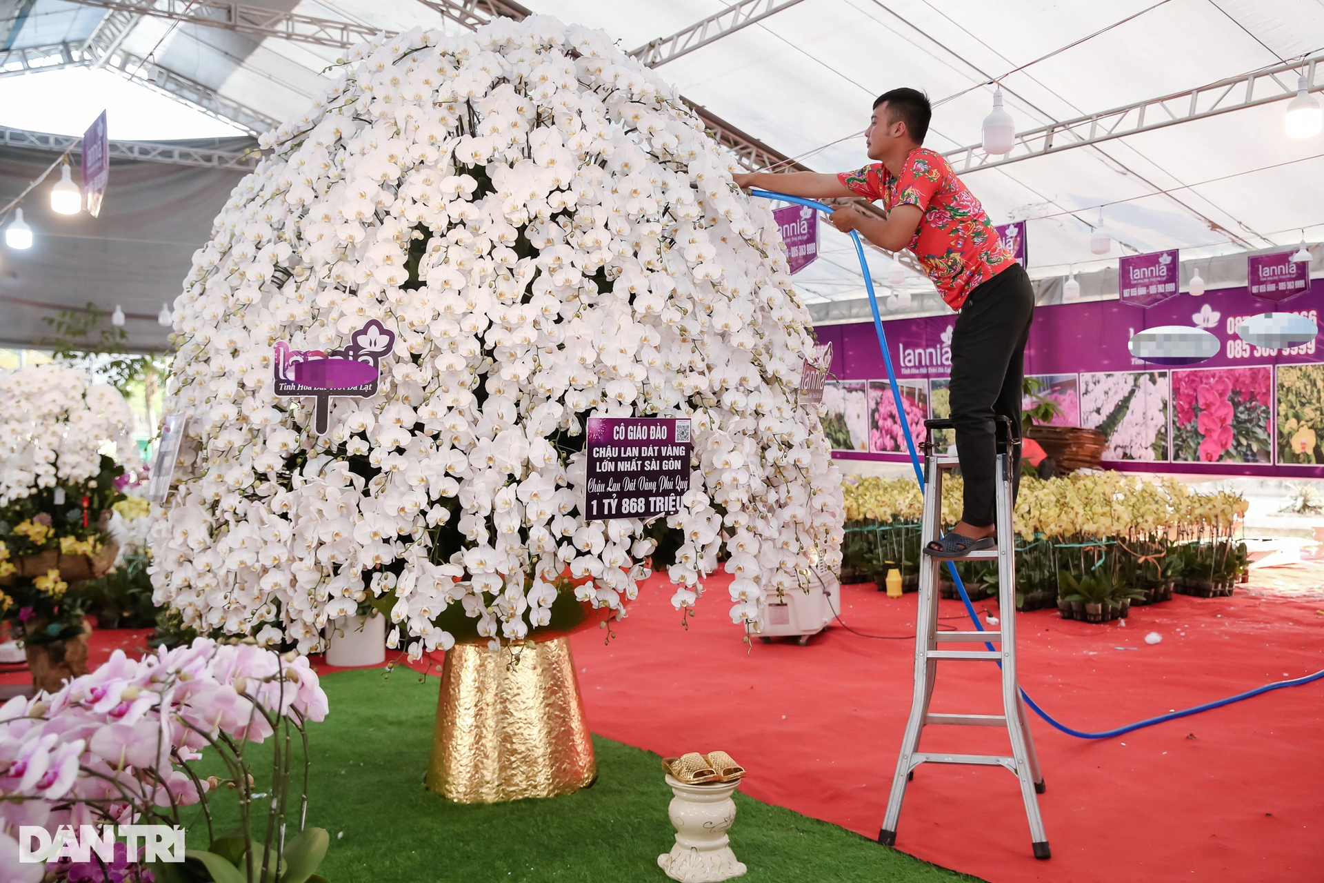 Chậu lan hồ điệp lớn nhất TPHCM được rao bán với giá gần 2 tỷ đồng - 7 Chậu lan hồ điệp lớn nhất TPHCM được rao bán với giá gần 2 tỷ đồng - 7