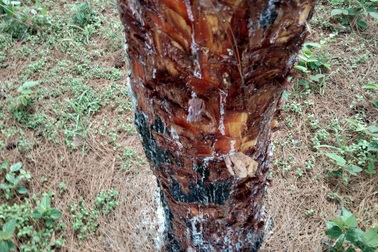 “Bức tử” rừng thông, lấy vỏ để trồng lan: Thêm 150 ha thông bị cạo vỏ