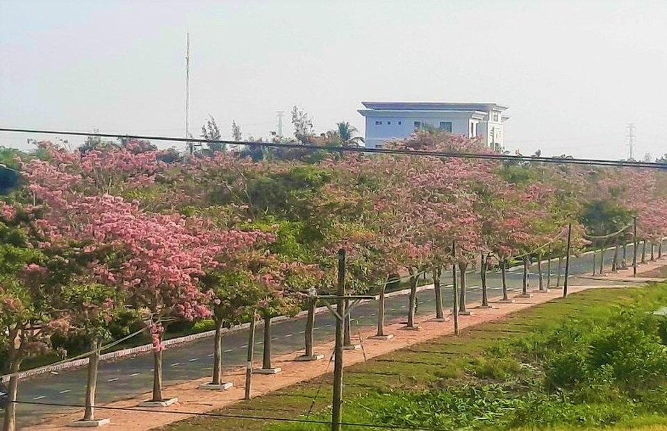 Mê mẩn đường hoa kèn hồng độc nhất vô nhị ở Sóc Trăng - 9 Mê mẩn đường hoa kèn hồng độc nhất vô nhị ở Sóc Trăng - 9