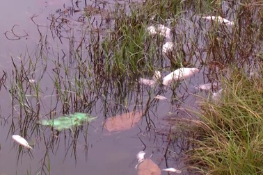 Huế: Cá chết hàng loạt, nông dân điêu đứng