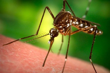 Lo lắng khi trẻ bị muỗi đốt