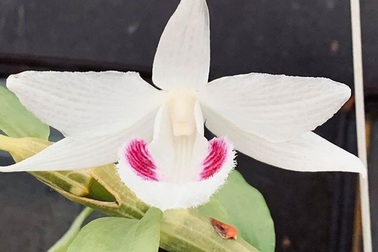 Lan đột biến bán giá bạc tỷ, tâm sự của người trong nghề