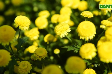 Hoa cúc "tiến vua" Hưng Yên vào mùa vàng rực