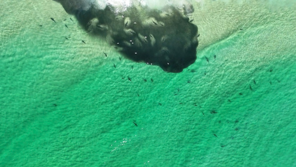 ฉลามหลายร้อยตัวแห่กันมาที่ชายหาดเพื่อล่าเหยื่อ ทำให้นักท่องเที่ยวตกตะลึง - 2 Hàng trăm con cá mập kéo đến săn mồi sát bãi tắm, du khách đứng hình - 2