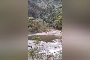 Động vật hoang dã ra chơi ở suối Vườn quốc gia Pù Mát