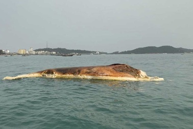 Xác cá voi nặng 10 tấn trôi dạt vào vùng biển Quảng Ninh