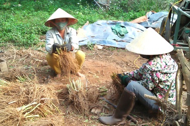 Hối hả làng rễ hương vào mùa