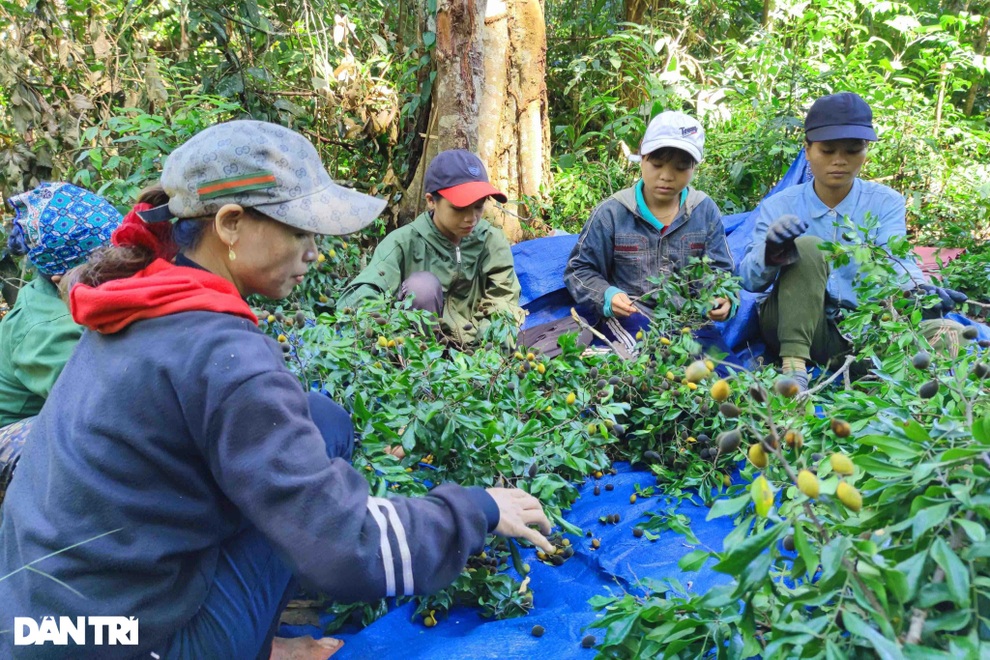 Dân đổ xô vào rừng hái xoay, rủng rỉnh bỏ túi hơn một triệu đồng/ngày - 4