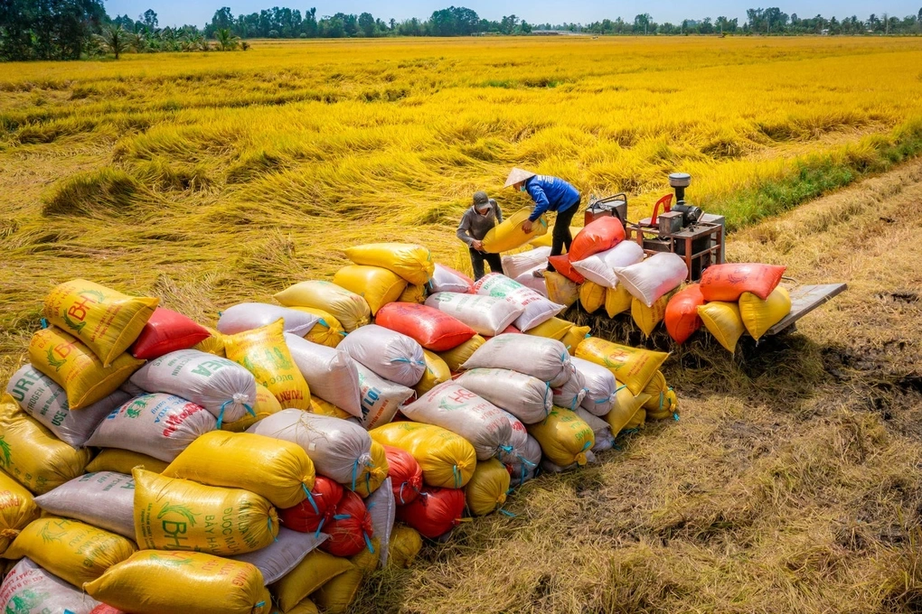 Les prix du riz continuent de chuter fortement, le Premier ministre donne des instructions urgentes - 1 Giá gạo liên tục giảm mạnh, Thủ tướng chỉ đạo khẩn - 1