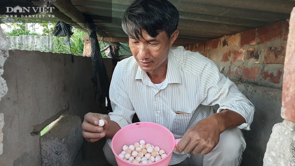 Nuôi toàn con đặc sản, lão nông Nam Định bỏ túi hàng trăm triệu đồng/năm - 3 Nuôi toàn con đặc sản, lão nông Nam Định bỏ túi hàng trăm triệu đồng/năm - 3