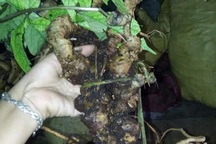 Đi rừng đào được củ sâm Ngọc Linh cổ 250 triệu