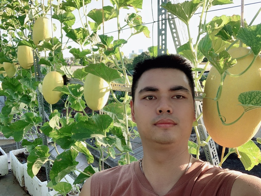 Vườn dưa nằm võng trăm gốc, gia chủ hái mỏi tay hơn 3 tạ/mùa - 15