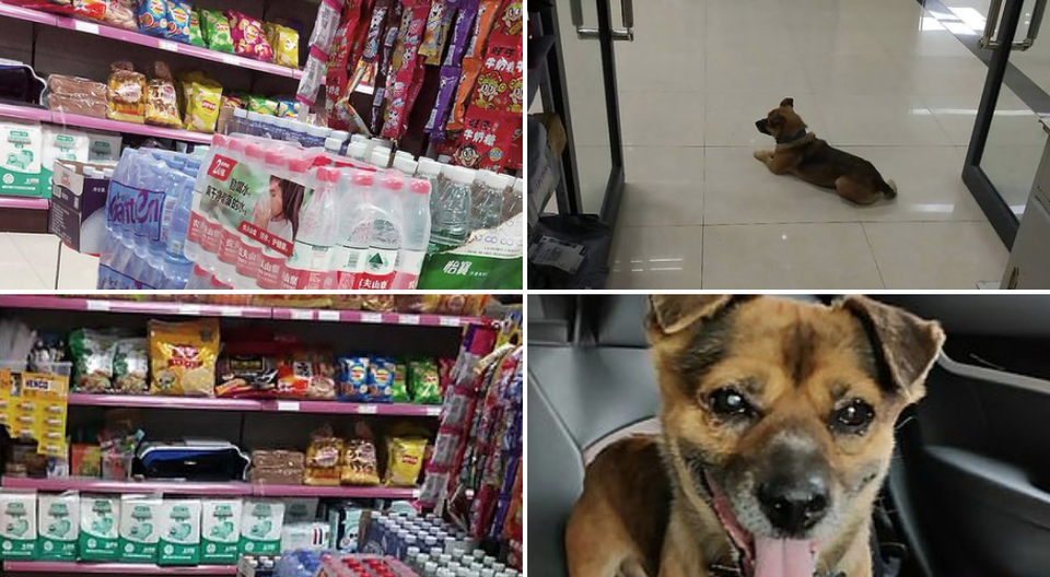 Cảm động chú chó đợi chủ đã qua đời tại bệnh viện ròng rã 3 tháng - 3 Cảm động chú chó đợi chủ đã qua đời tại bệnh viện ròng rã 3 tháng - 3