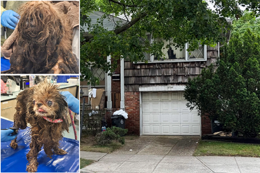 Cụ bà tử vong giữa 100 con chó bệnh tật trong căn nhà bốc mùi ở New York